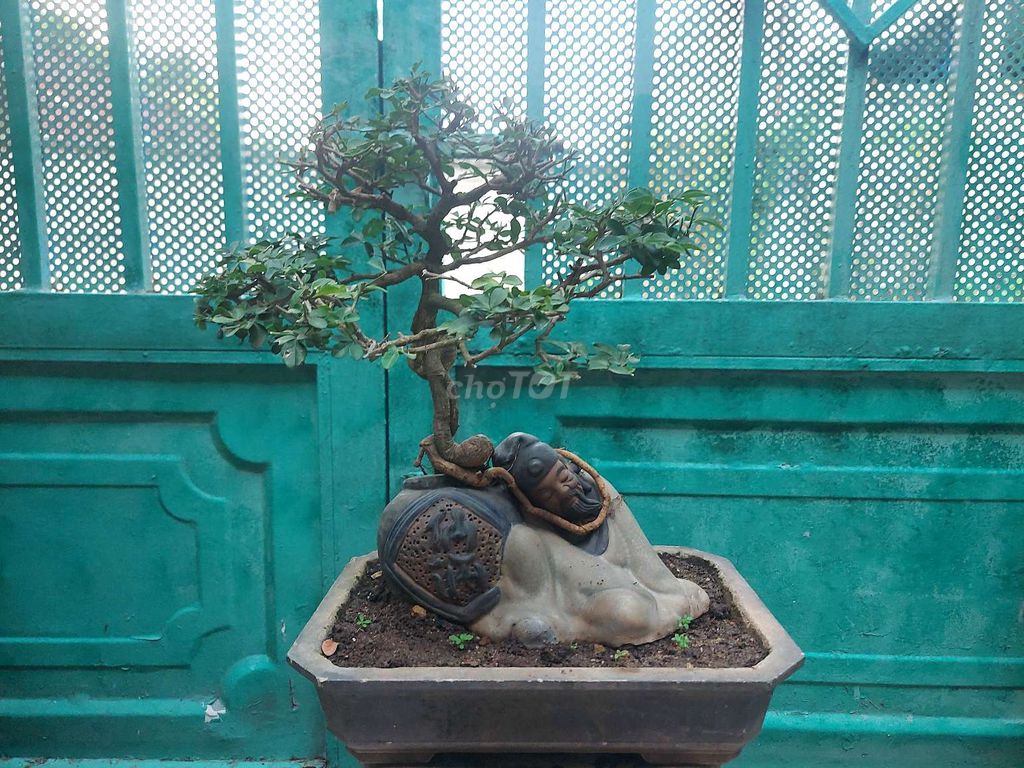 Cây kim quýt bonsai ôm tượng