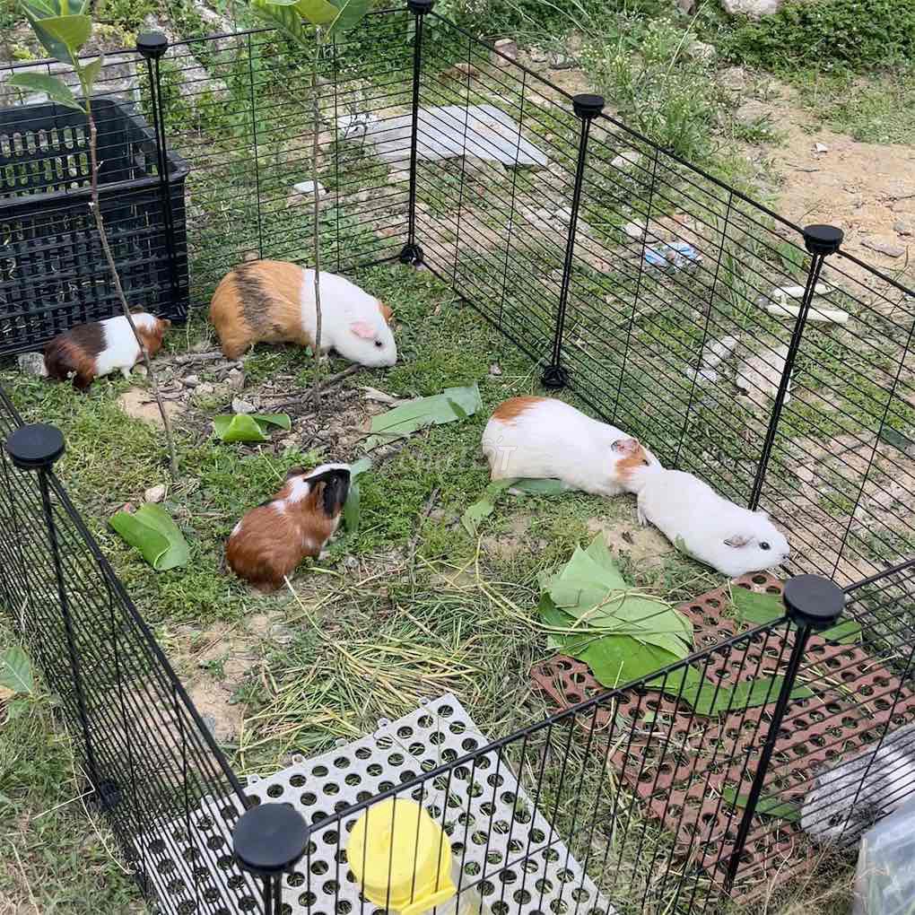 Chuột lang nhiều màu khỏe mạnh. Mua bán Thú cưng khác tại Huyện Hòa Vang Đà Nẵng được đăng bởi Quang hoàng hình 1
