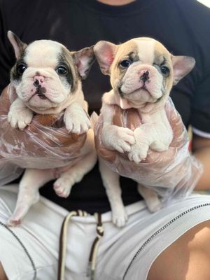 Bull pháp bao thuần chủng