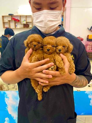poodle teacup màu đỏ gạch Vip-tuyển. Mua bán Chó tại Quận Thanh Khê Đà Nẵng được đăng bởi Chaien Pet Shop