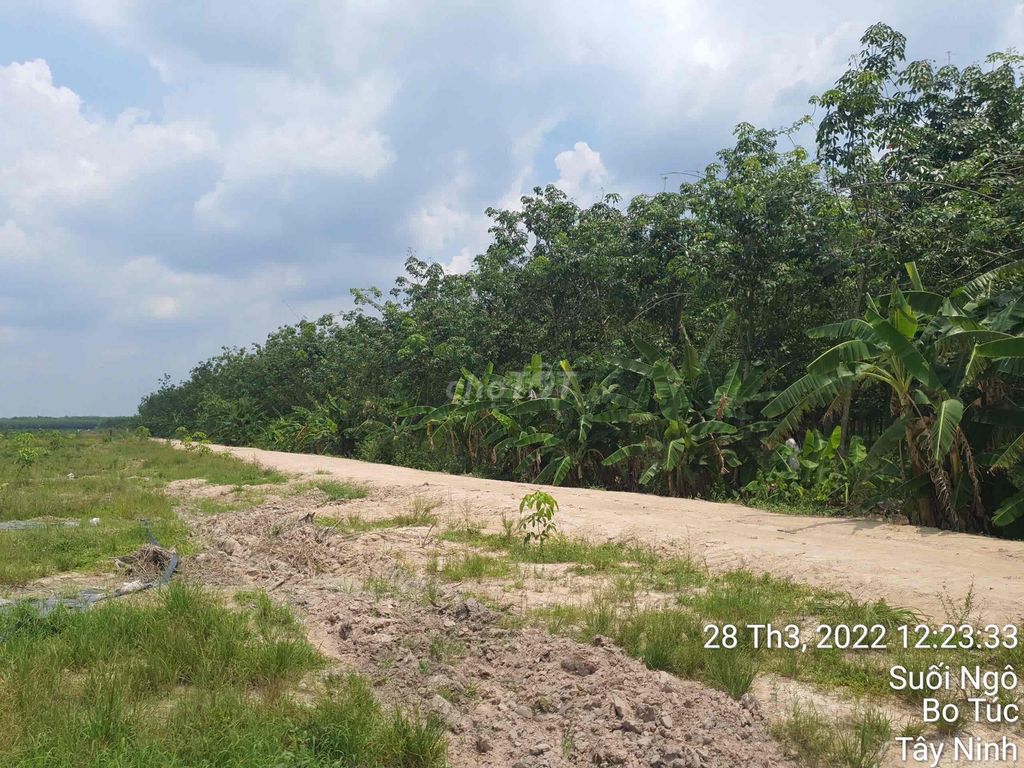 Cần bán 49500m2 cao su đang khai thác suối ngô, Tây Ninh. Mua bán đất tại Huyện Tân Châu Tây Ninh được đăng bởi Tony Hoàng hình 1