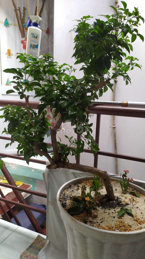 Cây cảnh Lộc vừng chậu Gốm sứ. Mua bán Cây cảnh, đồ trang trí tại Quận 12 Tp Hồ Chí Minh được đăng bởi Trái Tim Lạnh Lùng hình 1
