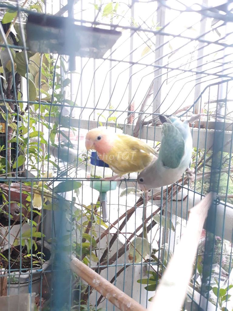 Cập chim lovebird ko viền
