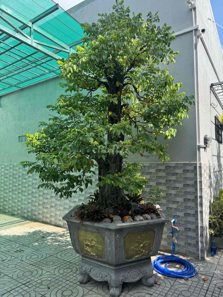 Khế cổ thụ cao 3m đường kính 130cm. Mua bán Cây cảnh, đồ trang trí tại Thành phố Thủ Đức Tp Hồ Chí Minh được đăng bởi Nguyễn Duy Thanh hình 1