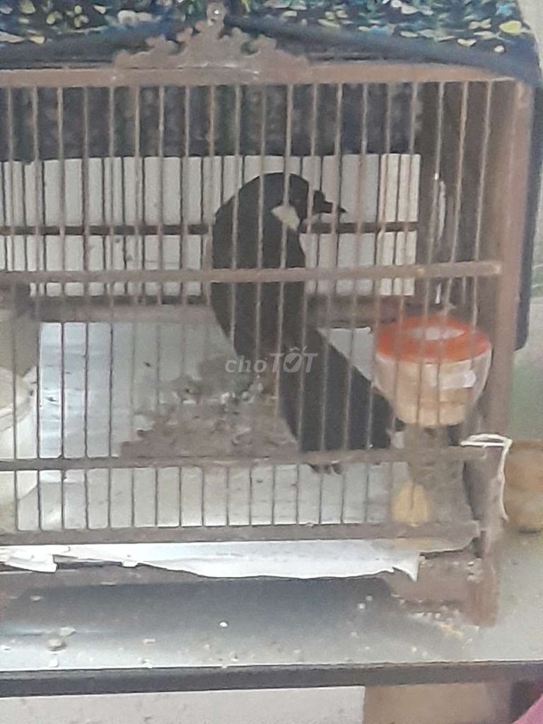 Chim K mái. Mua bán Chim tại Quận Thanh Xuân Hà Nội được đăng bởi Thanhnam hình 1