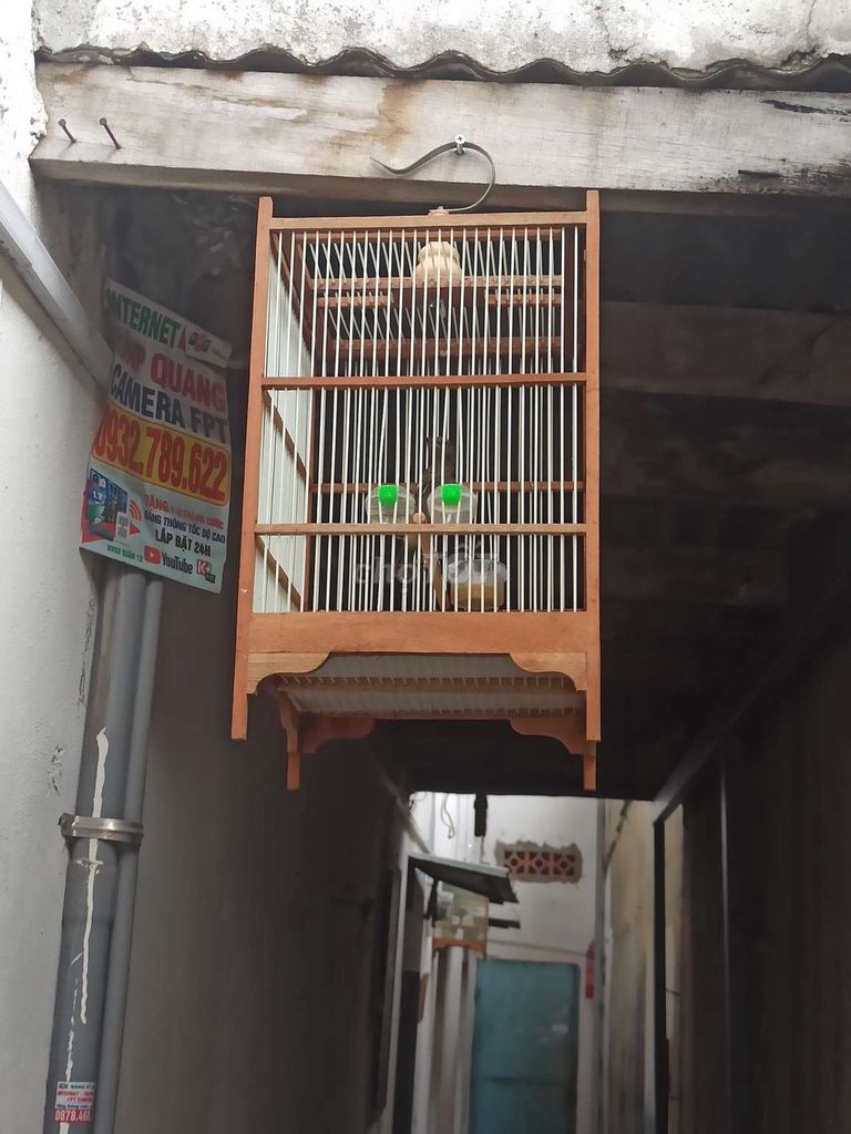 Đất truyền cám cứng . Mua bán Chim tại Quận 12 Tp Hồ Chí Minh được đăng bởi Khổng tước  hình 1
