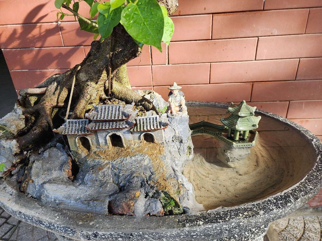 Bồ đồ hơn 10 năm, tiểu cảnh. Mua bán Cây cảnh, đồ trang trí tại Thành phố Huế Thừa Thiên Huế được đăng bởi Hoàng Phi Hổ hình 1