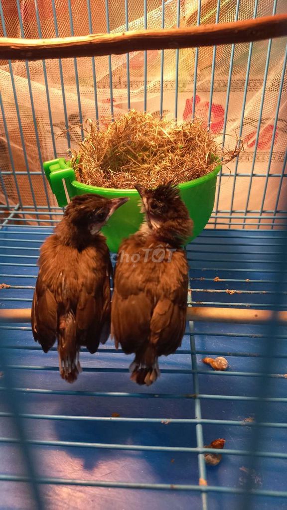 Chim chào mào non 2 con màu Nâu. Mua bán Chim tại Thành phố Thủ Đức Tp Hồ Chí Minh được đăng bởi Cá betta Long Nguyễn hình 1