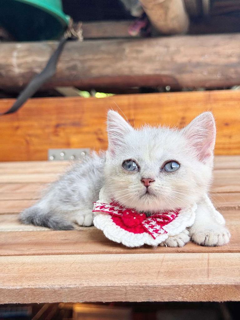 Mèo Anh Chân Lùn. Mua bán Mèo tại Huyện Châu Thành Hậu Giang được đăng bởi Lê Đăng Khoa hình 5