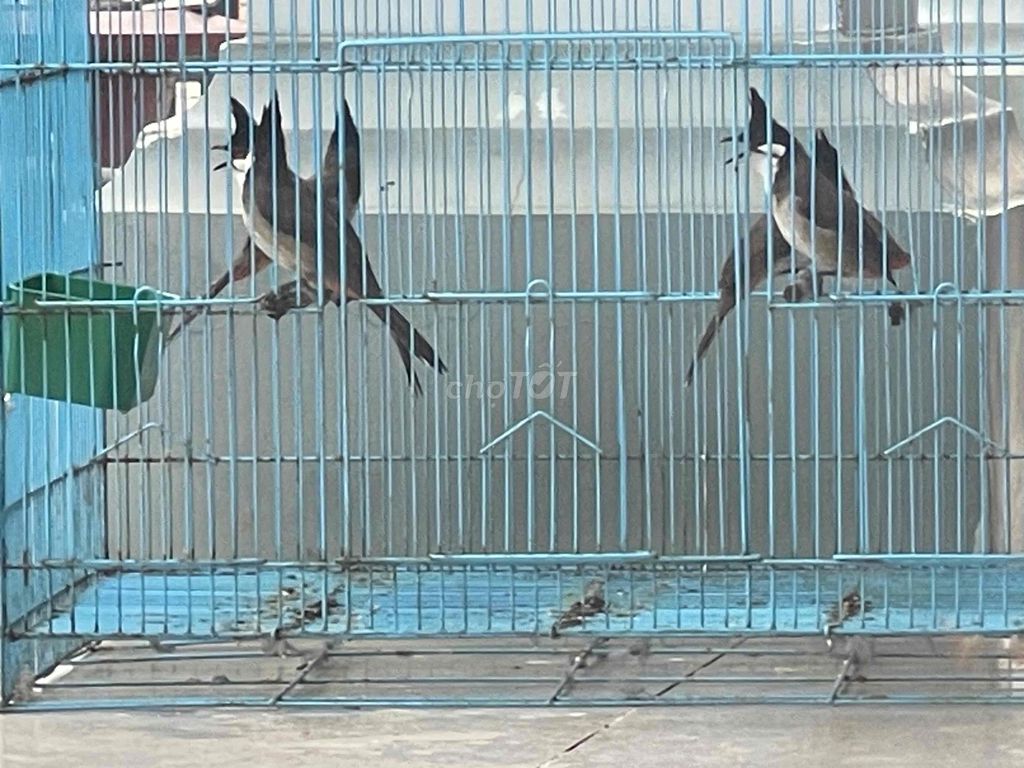 Chim chào mào. Mua bán Chim tại Huyện Châu Thành Tây Ninh được đăng bởi cậu ấm 70 hình 1