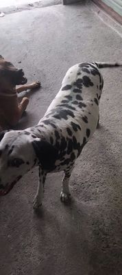 Đốm 2,5tr, pug 2tr, poodle 2tr