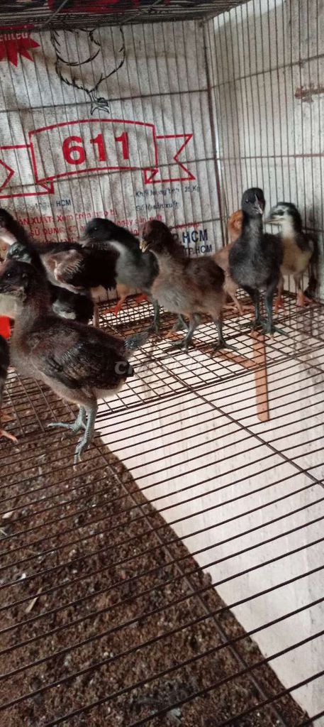Gà Peru rặc con Đa sắc. Mua bán Gà tại Huyện Hóc Môn Tp Hồ Chí Minh được đăng bởi FB Huy Cuong Peru Gallos hình 1