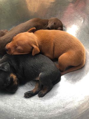 chó phóc hưu thuần chủng.. Mua bán Chó tại Quận 12 Tp Hồ Chí Minh được đăng bởi Nguyễn hoàng vinh quang hình 1