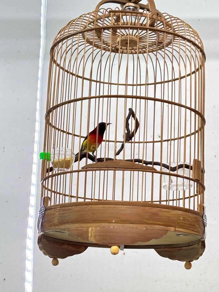 full bộ hút mật ngực lửa. Mua bán Chim tại Quận 12 Tp Hồ Chí Minh được đăng bởi Triển hình 2