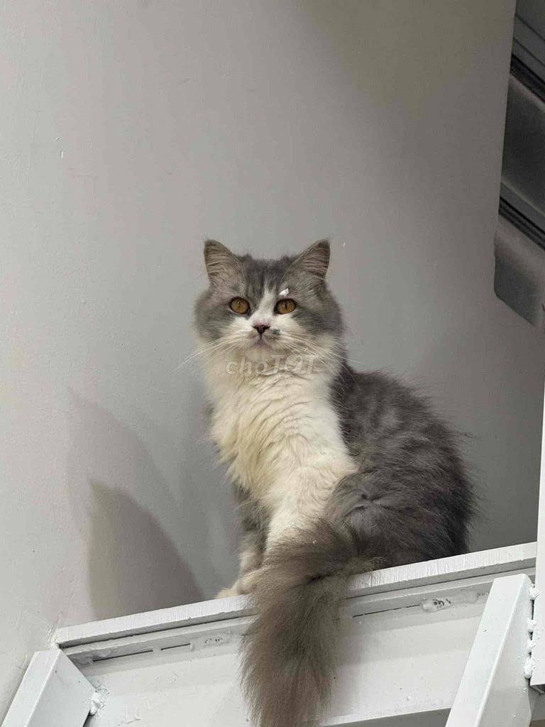Mèo Anh lông dài cái. Mua bán Mèo tại Quận Ngũ Hành Sơn Đà Nẵng được đăng bởi Hiếu hình 1