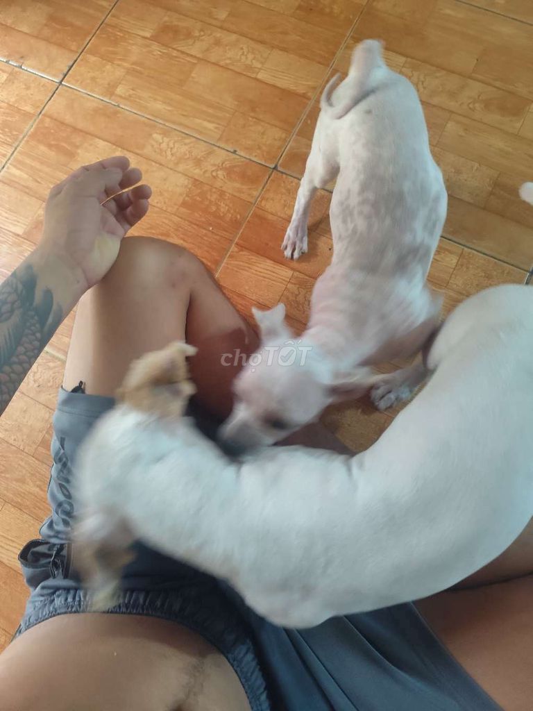 Chó con Trắng đã tiêm phòng. Mua bán Chó tại Thành phố Thuận An Bình Dương được đăng bởi Basker  hình 1