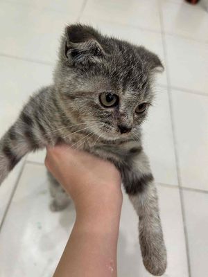 Bán Mèo Anh lông ngắn, 4 tháng tuổi. Mua bán Mèo tại Quận Nam Từ Liêm Hà Nội được đăng bởi Khánh Trần