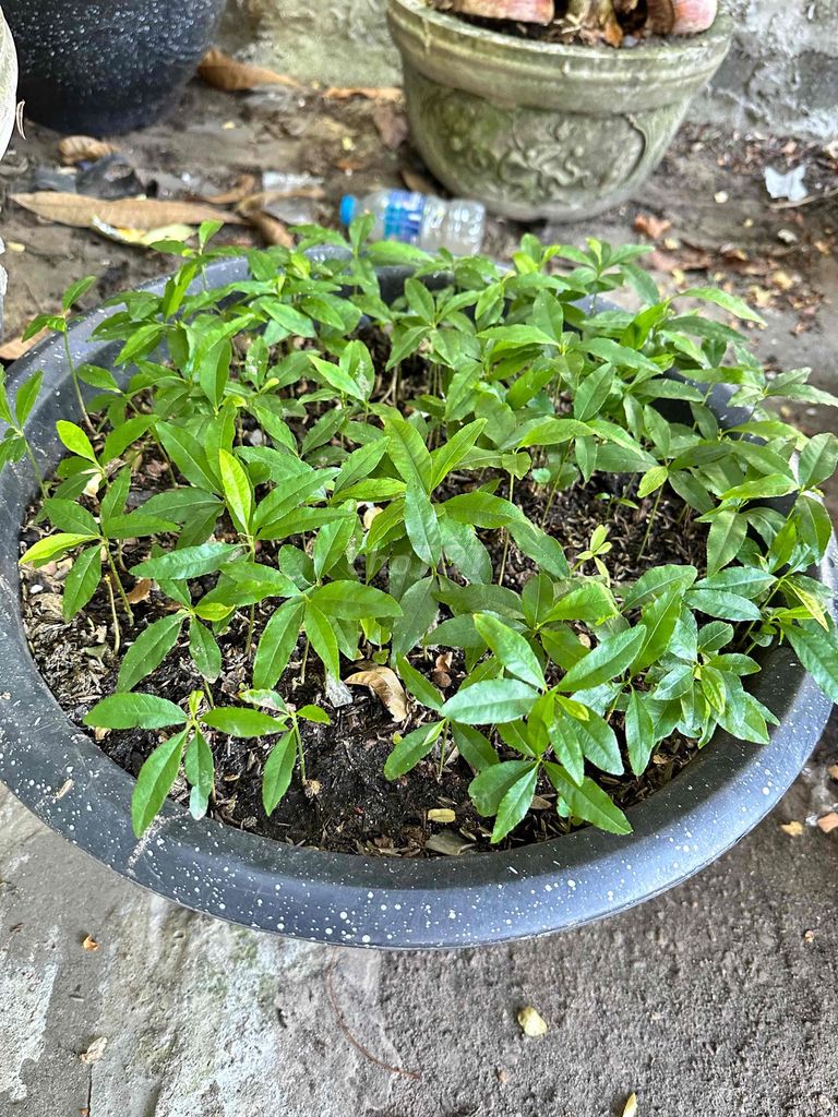 Cây cảnh Mai vàng Huế Cây con. Mua bán Cây cảnh, đồ trang trí tại Quận Liên Chiểu Đà Nẵng được đăng bởi kiwi hình 1