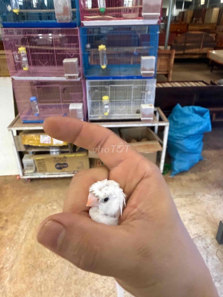 Chim Manh manh Trắng. Mua bán Chim tại Thị Xã Buôn Hồ Đắk Lắk được đăng bởi Lê Duy Quyền  hình 1