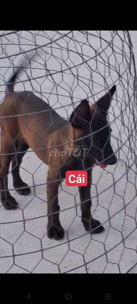 becgie. Mua bán Chó tại Huyện Nhà Bè Tp Hồ Chí Minh được đăng bởi thuy tran hình 1