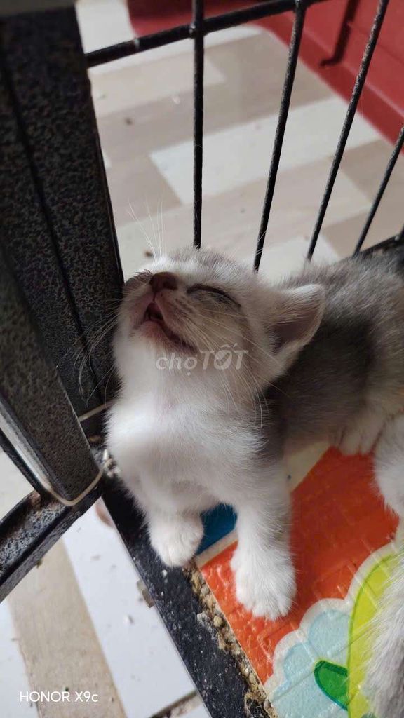 Mèo Anh lông ngắn Trắng xám. Mua bán Mèo tại Huyện Long Điền Bà Rịa - Vũng Tàu được đăng bởi Tung hình 1