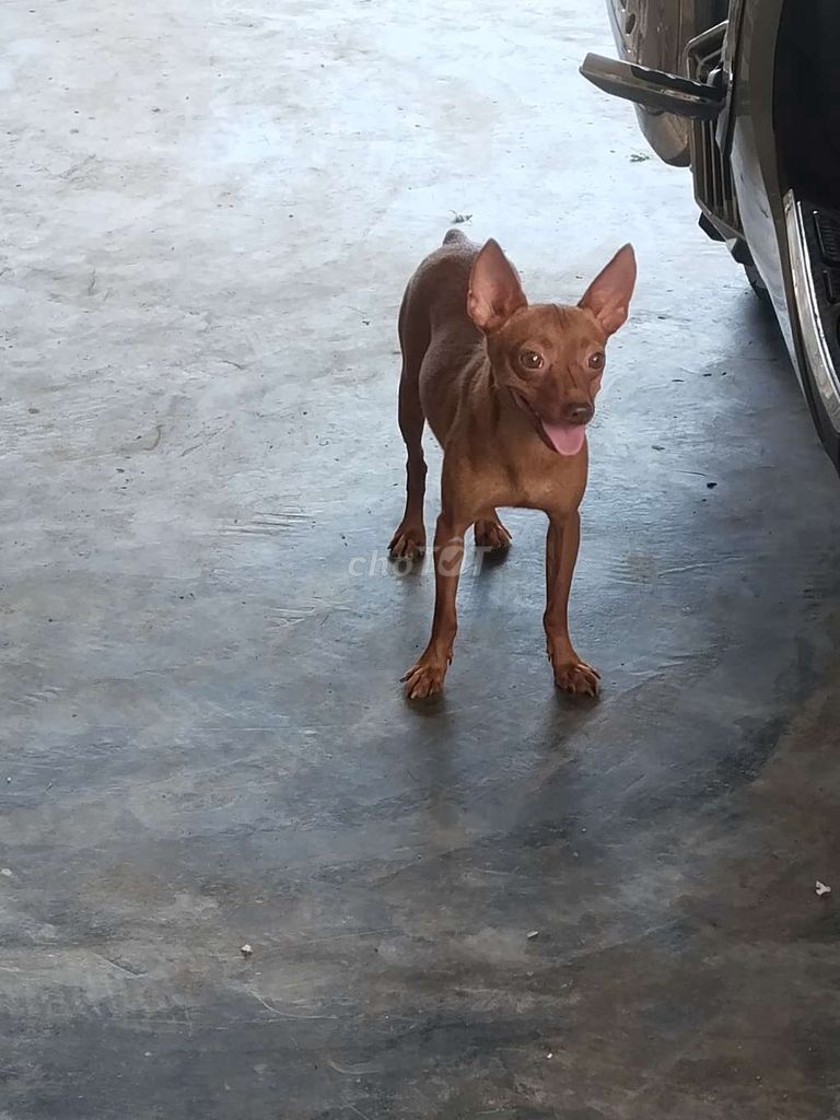 Chó Phốc Sóc Đực Nâu Khỏe Mạnh. Mua bán Chó tại Huyện Phú Lộc Thừa Thiên Huế được đăng bởi đức anh hình 1