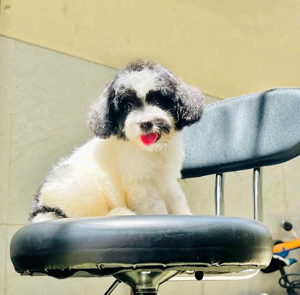 Chó Poodle Tiny Bò sữa 2 tháng. Mua bán Chó tại Huyện Bình Chánh Tp Hồ Chí Minh được đăng bởi BaoBaoPet hình 1