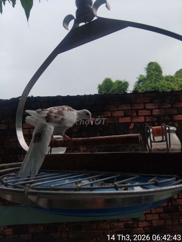 Chim Cu Thái Hoa vân 7 tháng. Mua bán Chim tại Huyện Củ Chi Tp Hồ Chí Minh được đăng bởi Nhat nam hình 1