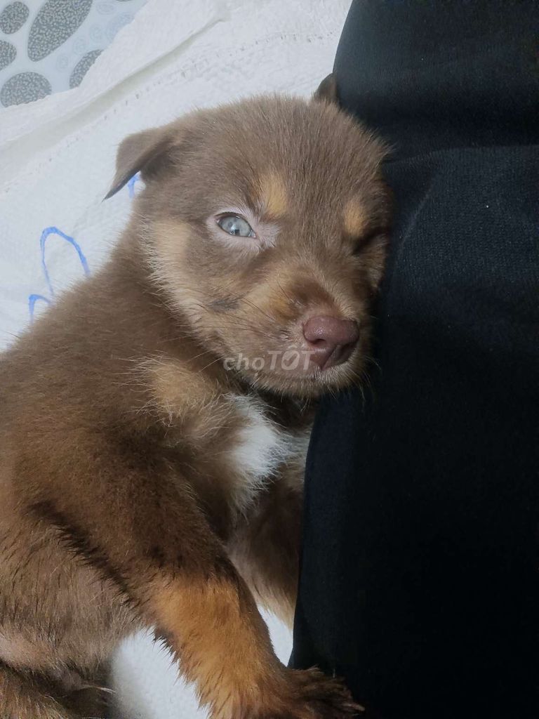 Chó con lai màu nâu đỏ. Mua bán Chó tại Huyện Bàu Bàng Bình Dương được đăng bởi Em Mệt Rồi hình 3