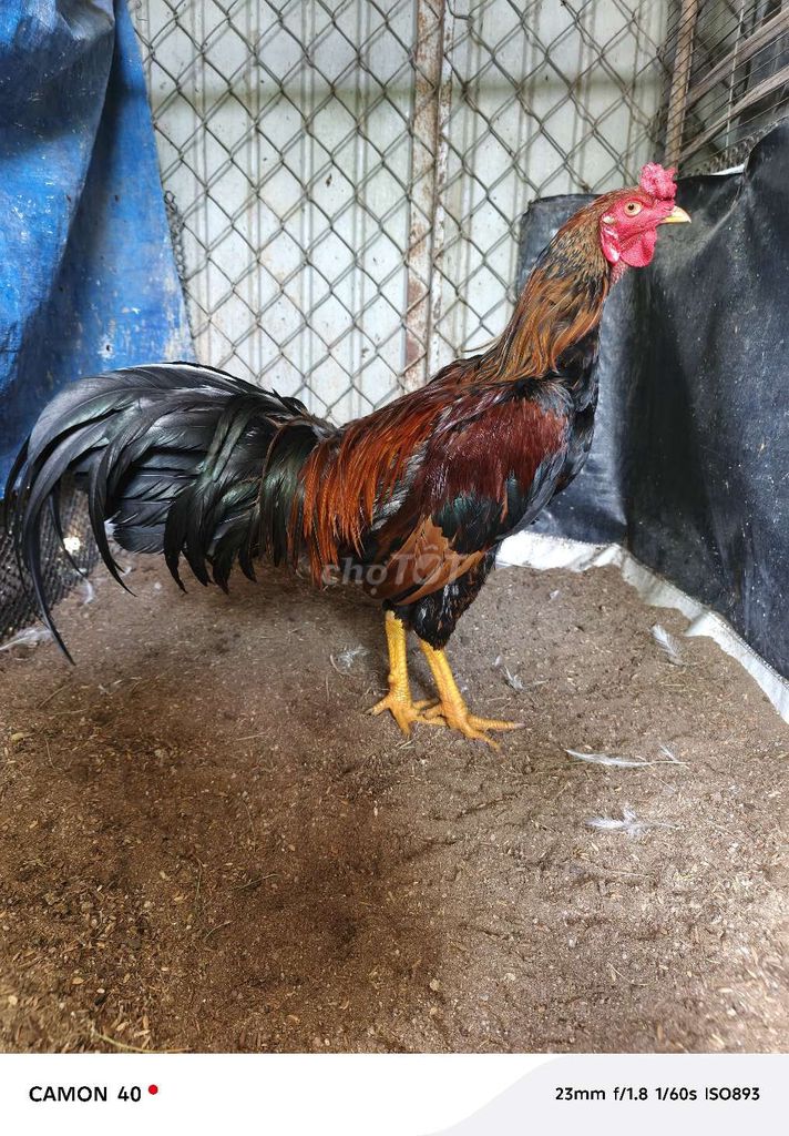 Gà trống 6 tháng 2.8kg Đen nâu đỏ. Mua bán Gà tại Thành phố Long Khánh Đồng Nai được đăng bởi Sang hình 1