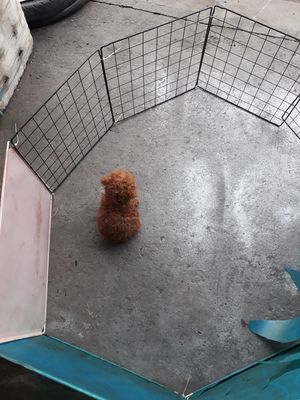 Chó Poodle con nhà nuôi đẻ. Mua bán Chó tại Huyện Hóc Môn Tp Hồ Chí Minh được đăng bởi Minh