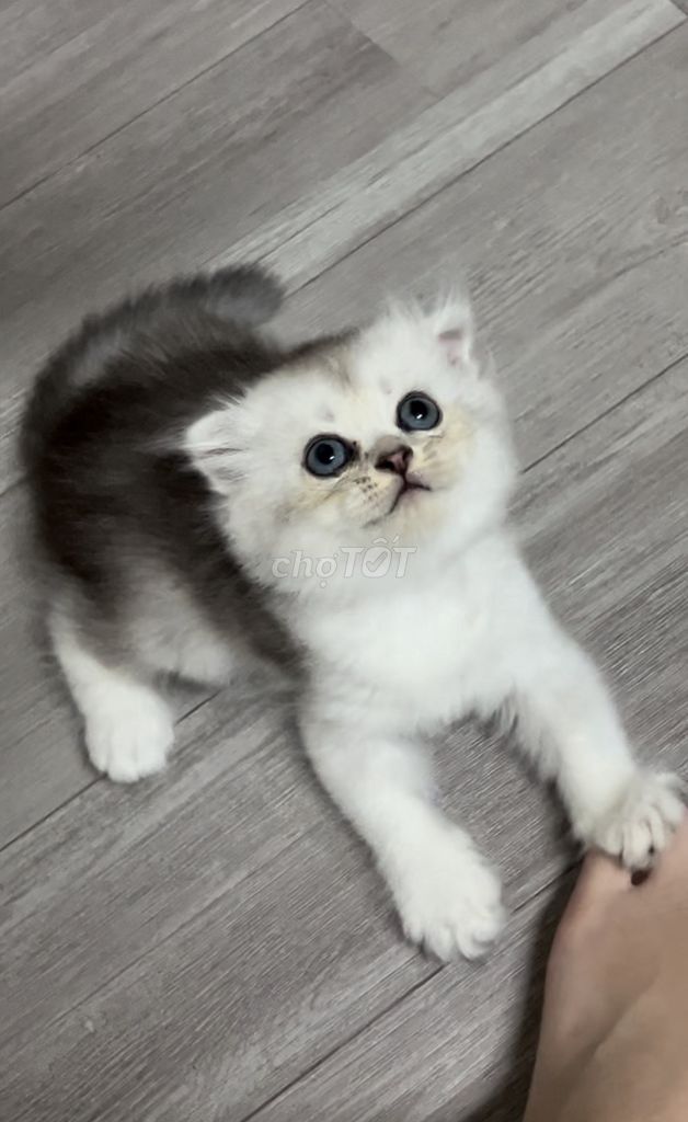 Mèo Anh lông dài + lông ngắn, lai golden, tai cụp. Mua bán Mèo tại Thành phố Thủ Đức Tp Hồ Chí Minh được đăng bởi Hà Tuấn Đạt hình 3