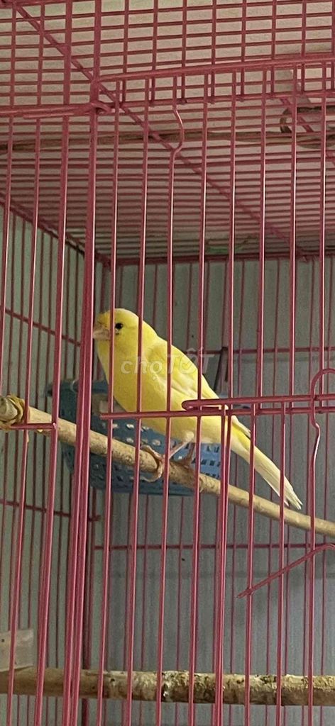 Chim Hoàng Yến Vàng. Mua bán Chim tại Quận 3 Tp Hồ Chí Minh được đăng bởi Đặng Thanh Phong hình 1