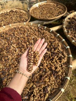 sỉ và lẻ cà phê chồn nguyên chất. Mua bán Đồ ăn, thực phẩm và các loại khác tại Quận Bình Thạnh Tp Hồ Chí Minh được đăng bởi Trang Thuy