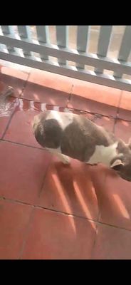 pug pháp. Mua bán Chó tại Thành phố Biên Hòa Đồng Nai được đăng bởi Lệ Phi Vũ