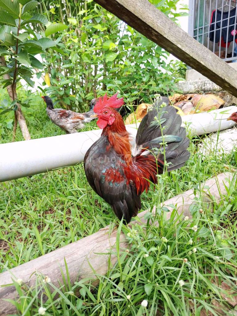 Gà trống serama. Mua bán Gà tại Quận Cái Răng Cần Thơ được đăng bởi Nhân hình 1