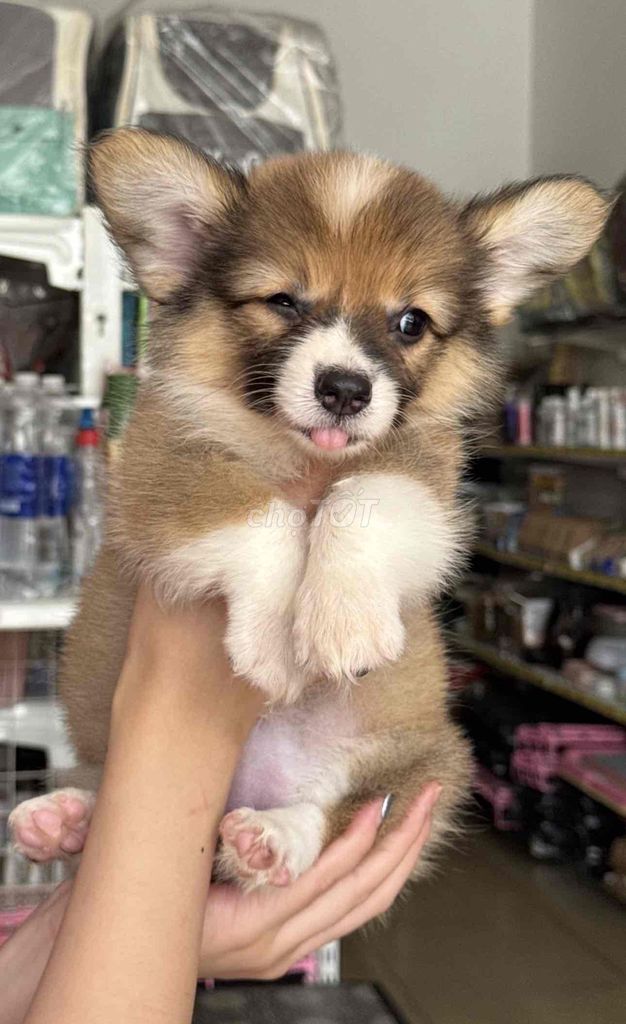 Chó Corgi Đực Cái Nâu trắng thuần chuẩn Đà Nẵng. Mua bán Chó tại Quận Thanh Khê Đà Nẵng được đăng bởi Thy Thy hình 1