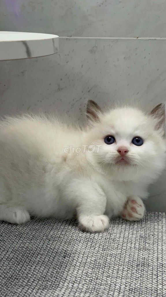 RAGDOLL BOY. Mua bán Mèo tại Huyện Bình Chánh Tp Hồ Chí Minh được đăng bởi Nhà Mèo Amaris hình 1