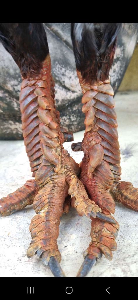 Điều chân xanh vảy rồng khủng 4k. Mua bán Gà tại Thành phố Tân An Long An được đăng bởi Nguyễn Khánh  hình 1