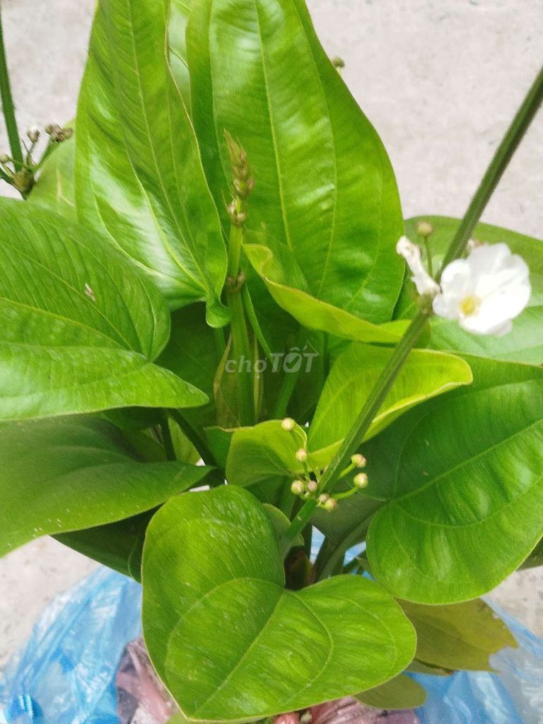 Cây cảnh Bách thủy tiên Xanh 60cm. Mua bán Cây cảnh, đồ trang trí tại Quận Hoàng Mai Hà Nội được đăng bởi Nguyễn Minh Thoa hình 1