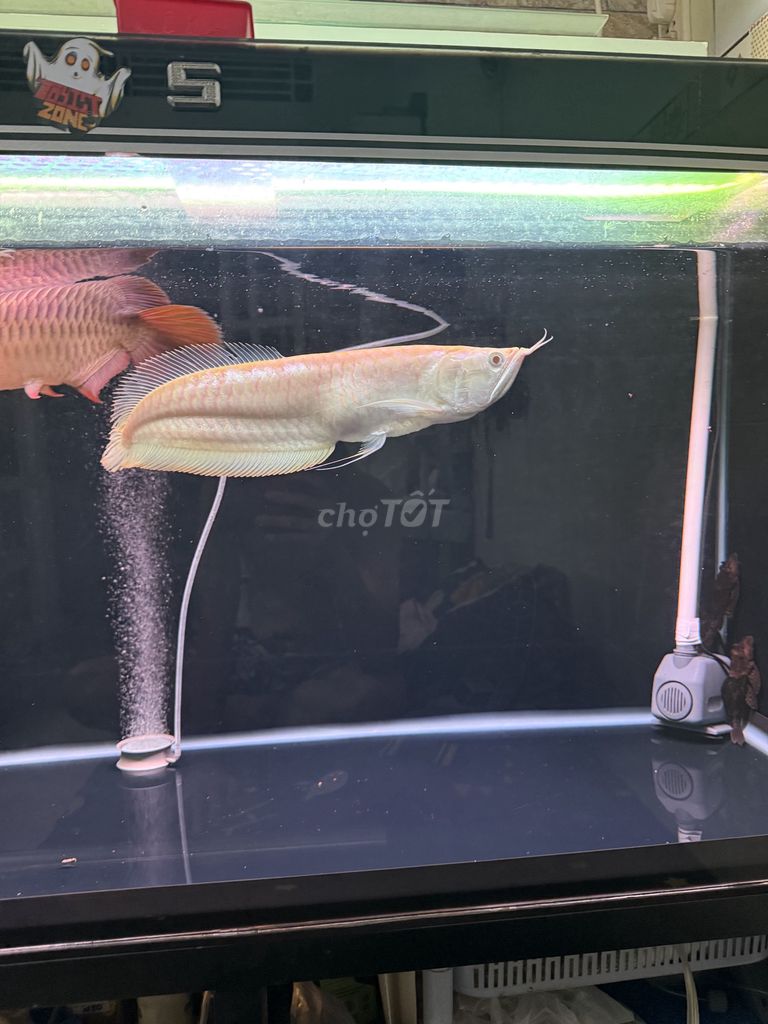 Ngân Long abino short lưng tôm dáng chuẩn size to. Mua bán Thú cưng khác tại Quận 8 Tp Hồ Chí Minh được đăng bởi Anh khánh hình 1