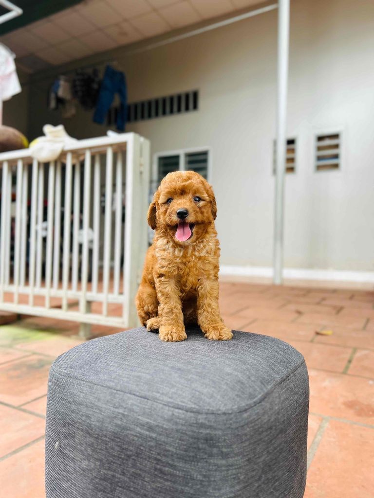 còn 1 e poodle đực hơn 2 tháng tuổi