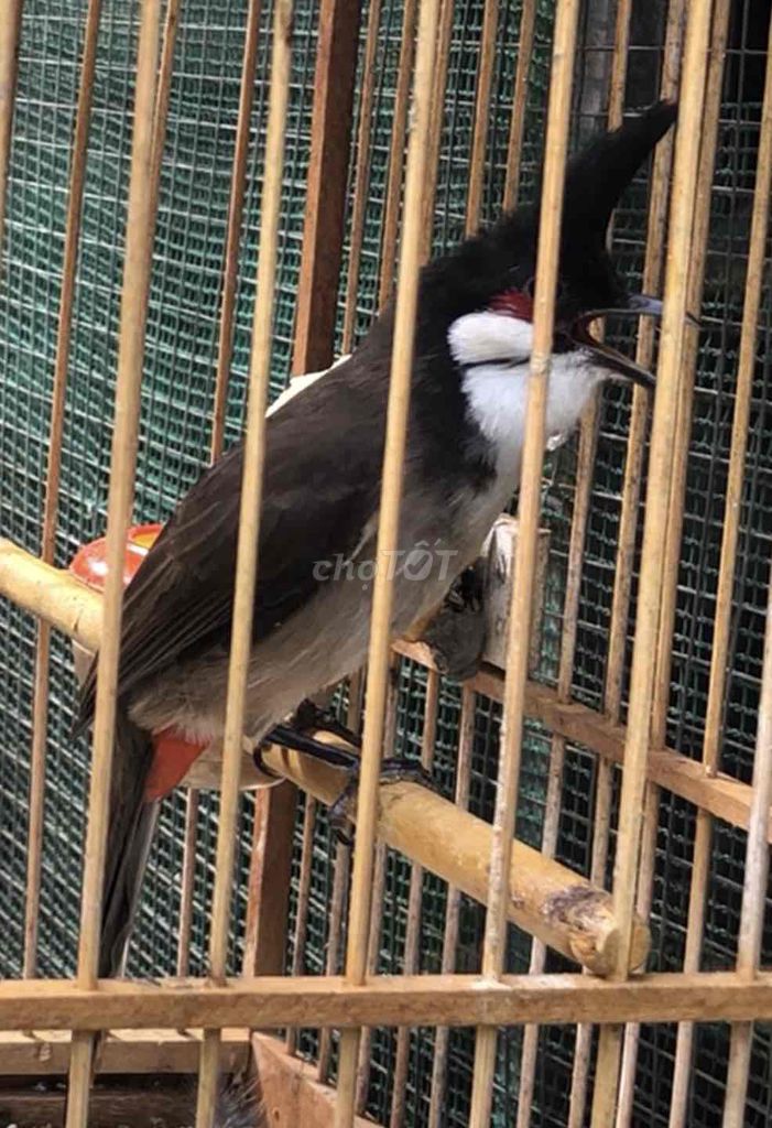 Chim chào mào to dài. Mua bán Chim tại Huyện Quảng Điền Thừa Thiên Huế được đăng bởi Nguyên  hình 1