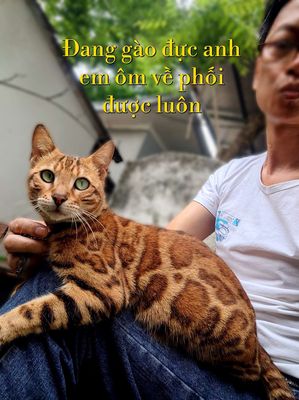 mèo bengal cái đang gào.