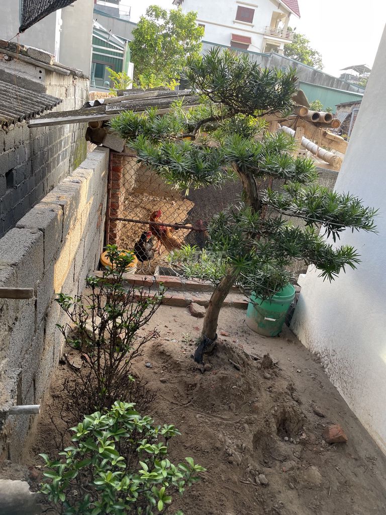 Tùng La Hán 1m5 Đã đánh bầu. Mua bán Cây cảnh, đồ trang trí tại Thành phố Hải Dương Hải Dương được đăng bởi Tran van hau hình 1