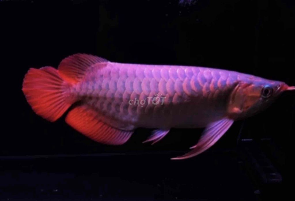 Cá Rồng Huyết Long càng dài size 40cm. Mua bán Thú cưng khác tại Quận Tân Bình Tp Hồ Chí Minh được đăng bởi Duy Fish hình 1
