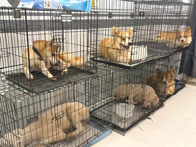 Chó Shiba Inu - corgi đực phối