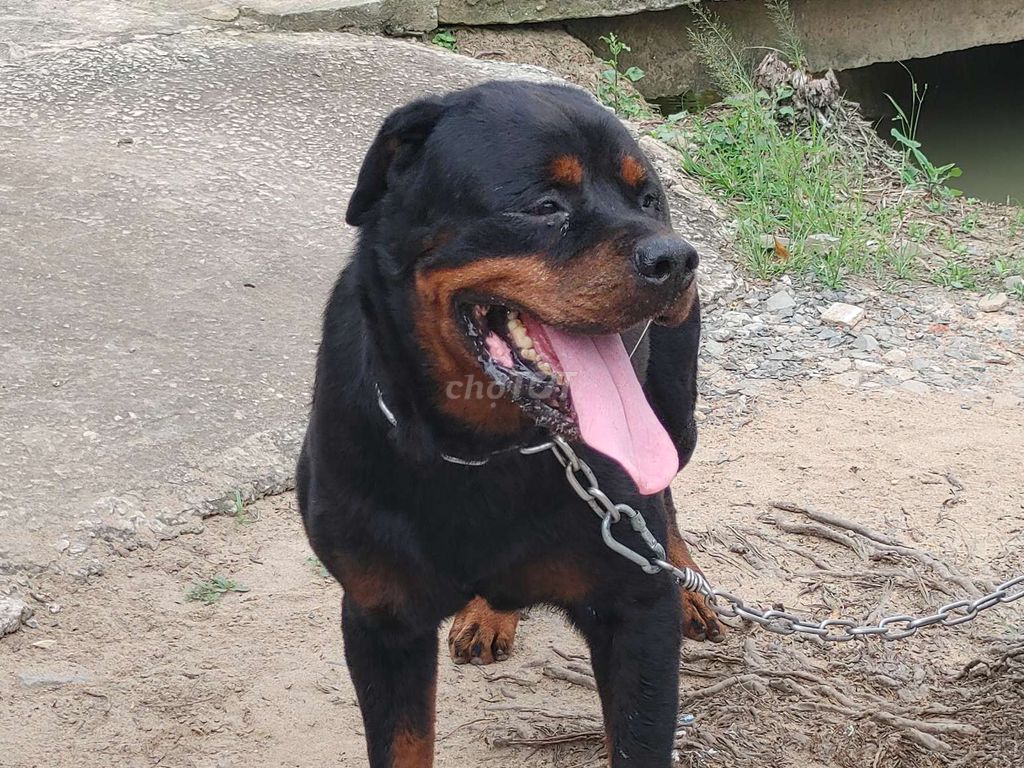 Đực Khủng Long... Mua bán Chó tại Thành phố Tây Ninh Tây Ninh được đăng bởi Nhân Rottweiler  hình 2