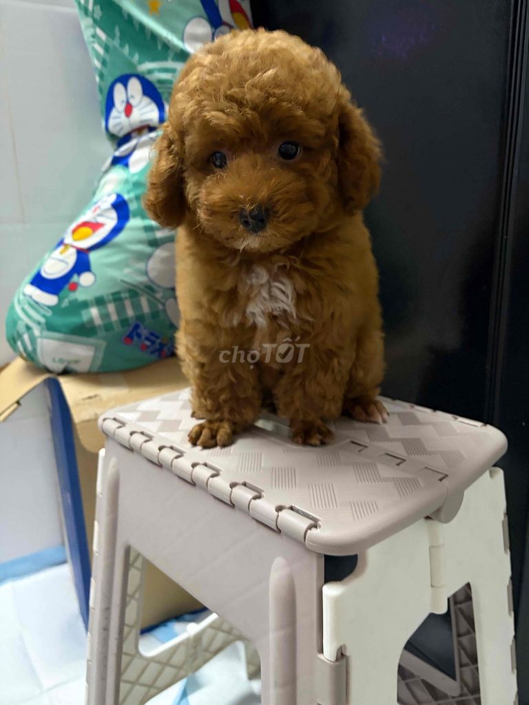 Chó Poodle Cái Nâu 2 tháng tuổi. Mua bán Chó tại Quận Bình Tân Tp Hồ Chí Minh được đăng bởi Nguyễn Huỳnh Như hình 1