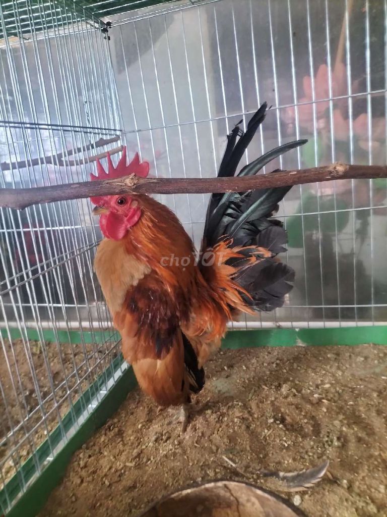Gà Serama trống. Mua bán Gà tại Huyện Phú Tân An Giang được đăng bởi Hoàng Loan  hình 1